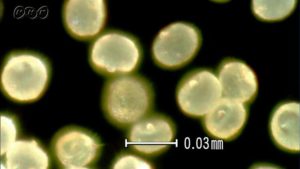 スギ花粉の大きさ